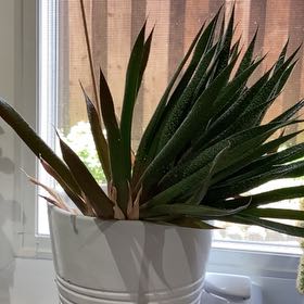 Photo of the plant species Lawyer's Tongue by @SubstantiveRose named Rotting Away? on Greg, the plant care app