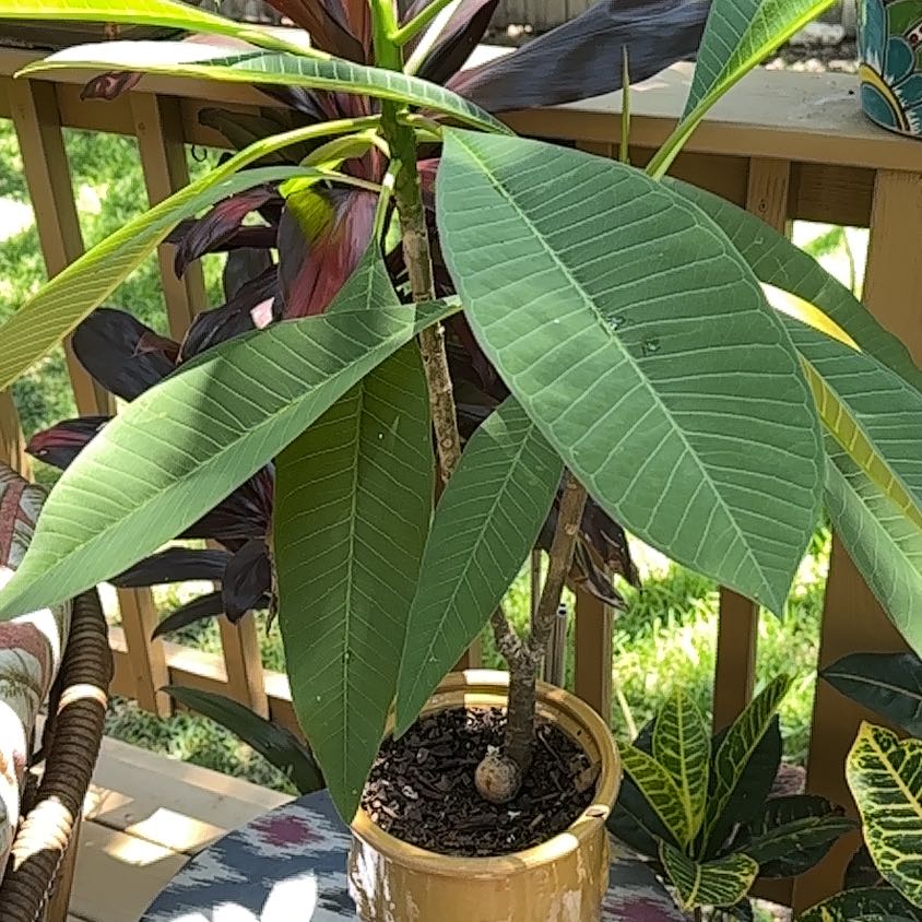 Photo of the plant species common pink by @GaietyBrooklime named Kendall on Greg, the plant care app