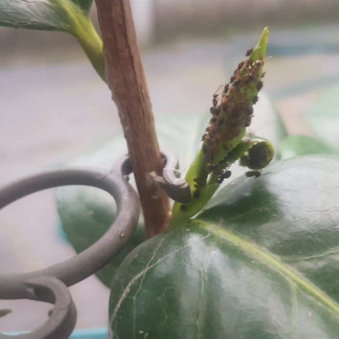 Photo of the plant species Pearl Laceleaf by @ChosenIroncross named Gobi on Greg, the plant care app