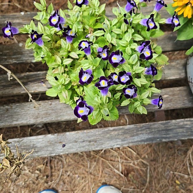 Photo of the plant species Torenia by @KTpie named Terrance on Greg, the plant care app