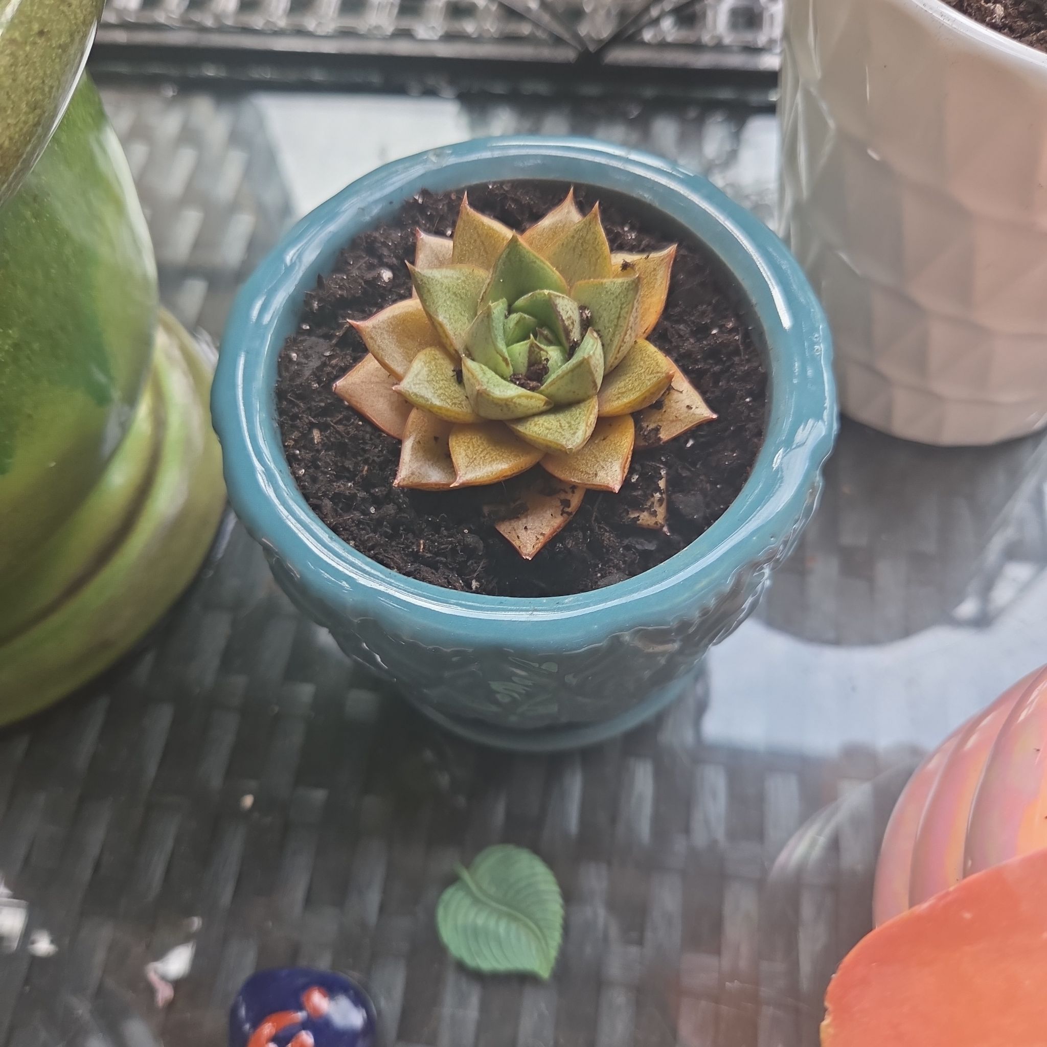 Photo of the plant species Echeveria purpusorum 'Green Gilva' by @EarthyRedclaws named Purp on Greg, the plant care app