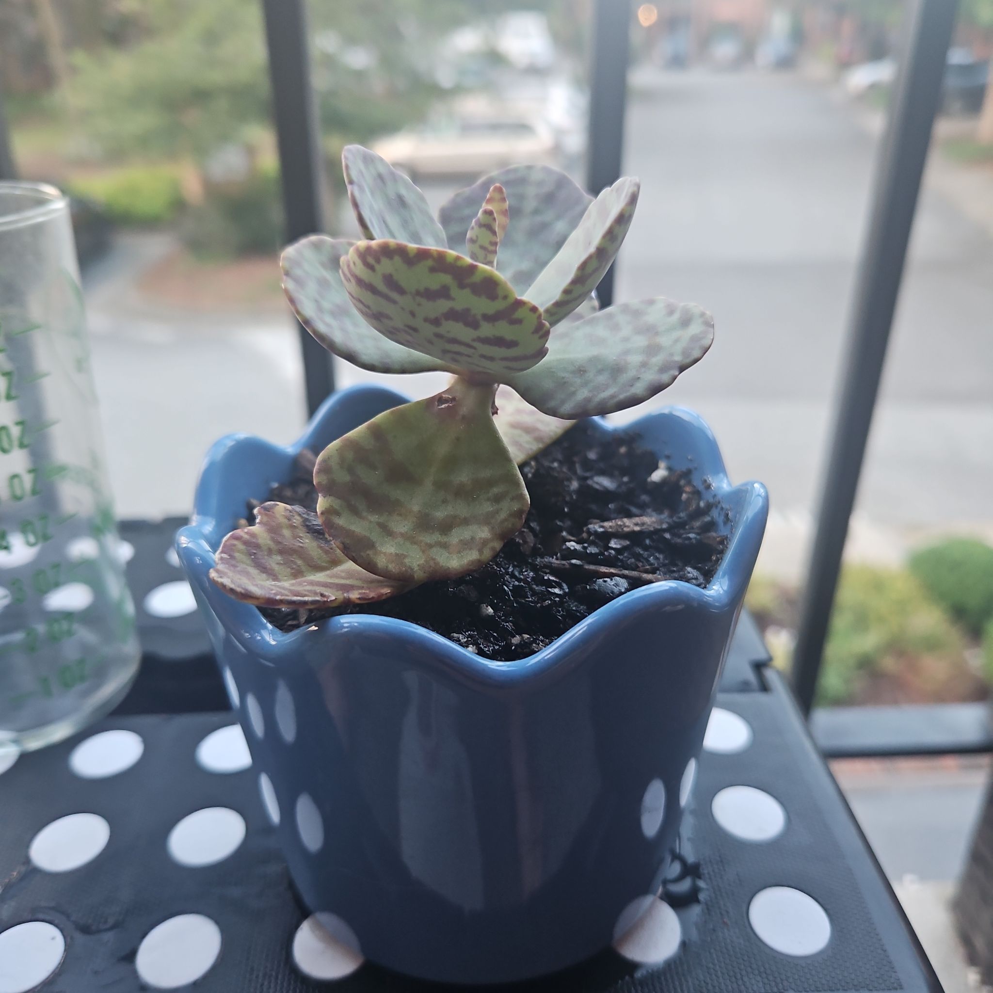 Photo of the plant species desert surprise by @EarthyRedclaws named Duke on Greg, the plant care app