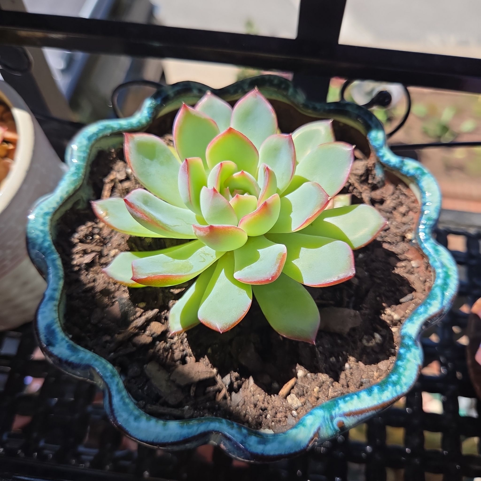 Photo of the plant species Echeveria 'Moonglow' by @EarthyRedclaws named Lady on Greg, the plant care app