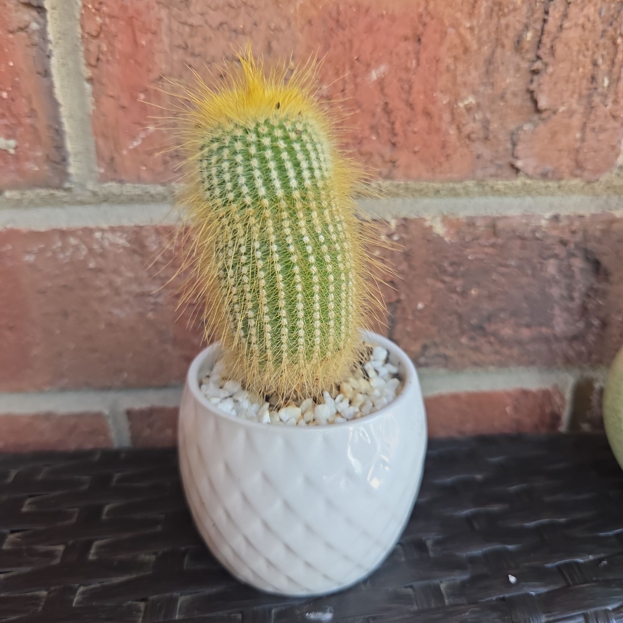 Photo of the plant species Notocactus by @EarthyRedclaws named Chickie little on Greg, the plant care app