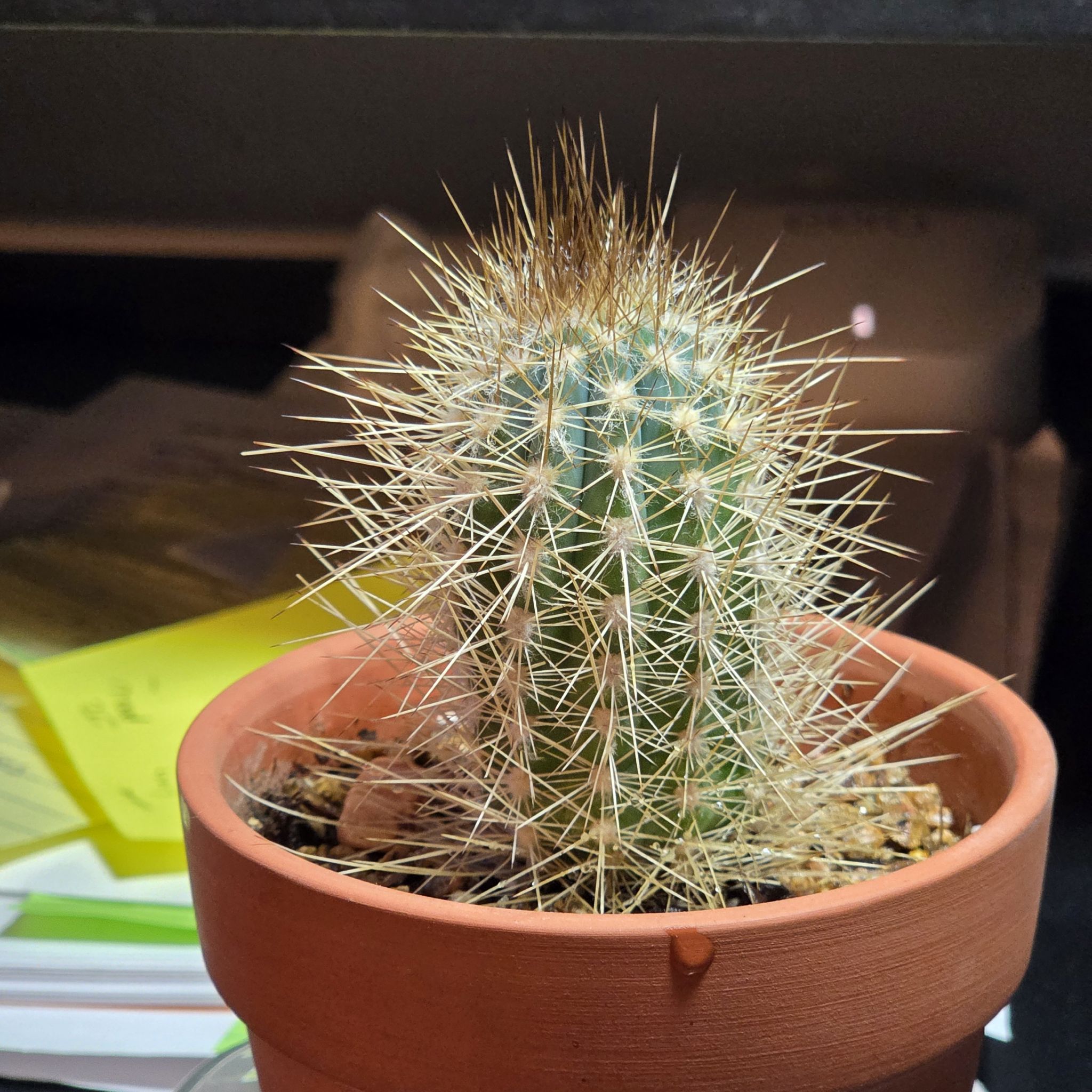 Photo of the plant species Rusty Hedgehog Cactus by @EarthyRedclaws named Crazy train on Greg, the plant care app