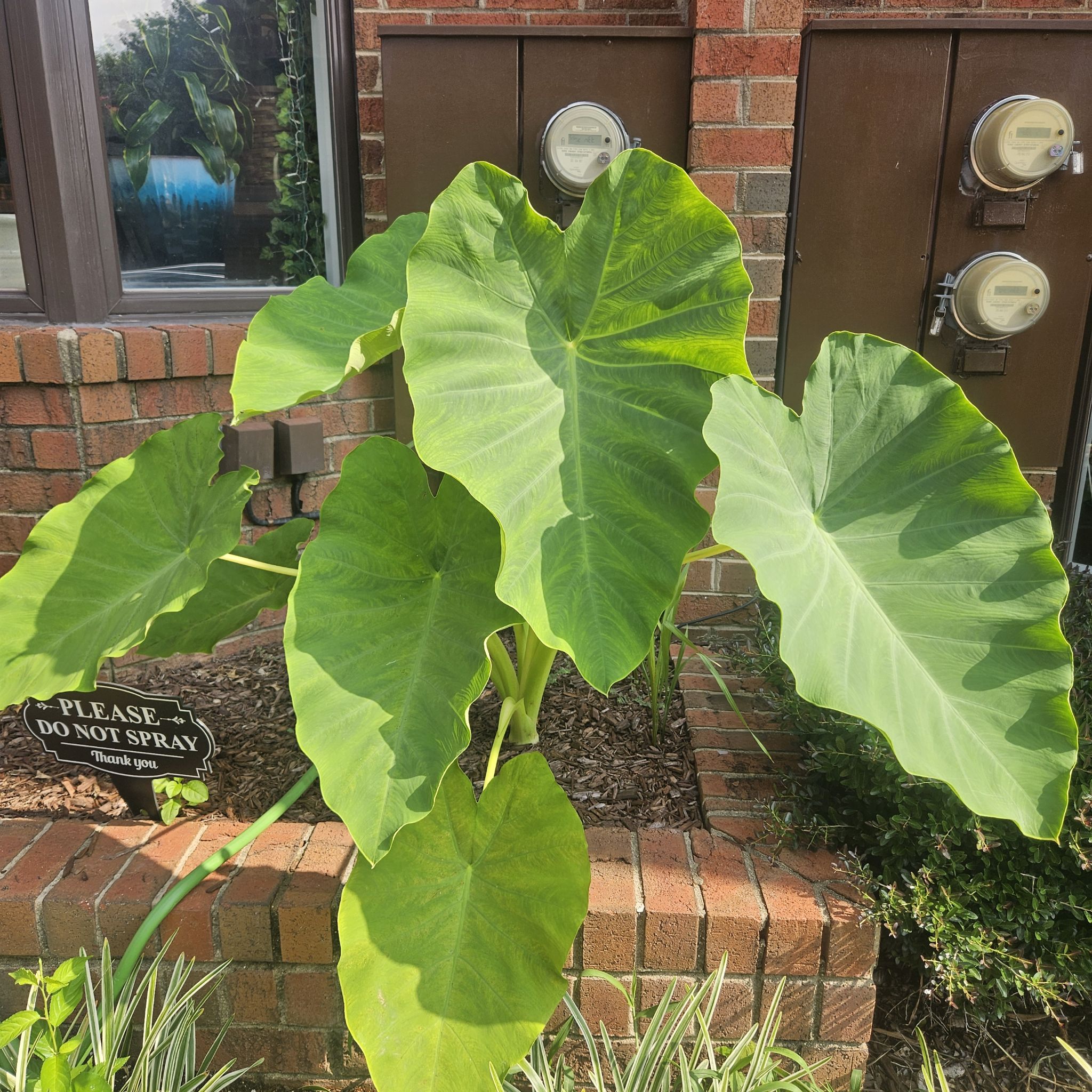 Photo of the plant species Elephant Ear by @EarthyRedclaws named Mando on Greg, the plant care app