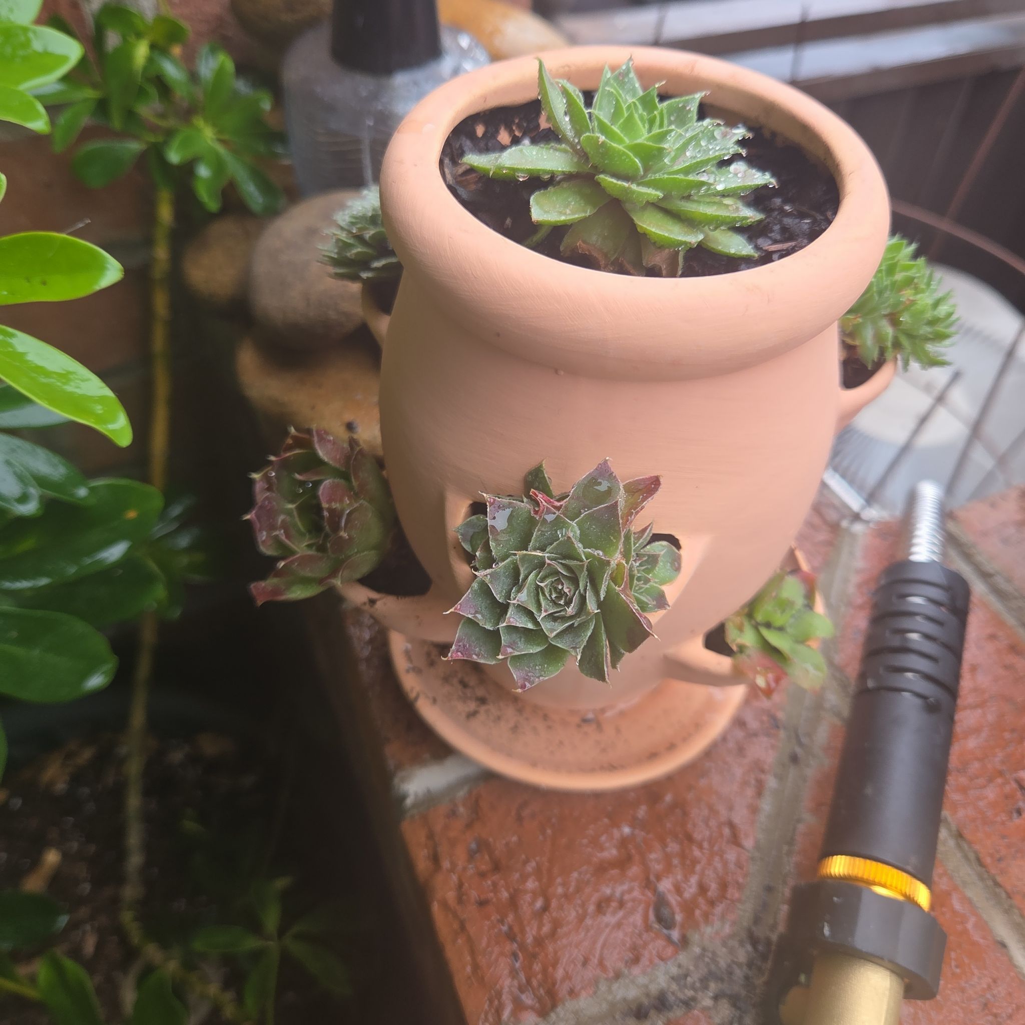 Photo of the plant species Sempervivum Globiferum by @EarthyRedclaws named Rosa on Greg, the plant care app