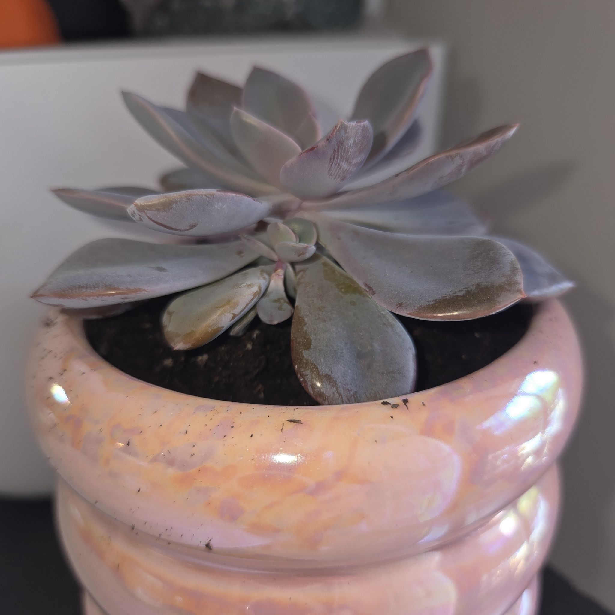 Photo of the plant species Echeveria Pastel by @EarthyRedclaws named Beauty on Greg, the plant care app