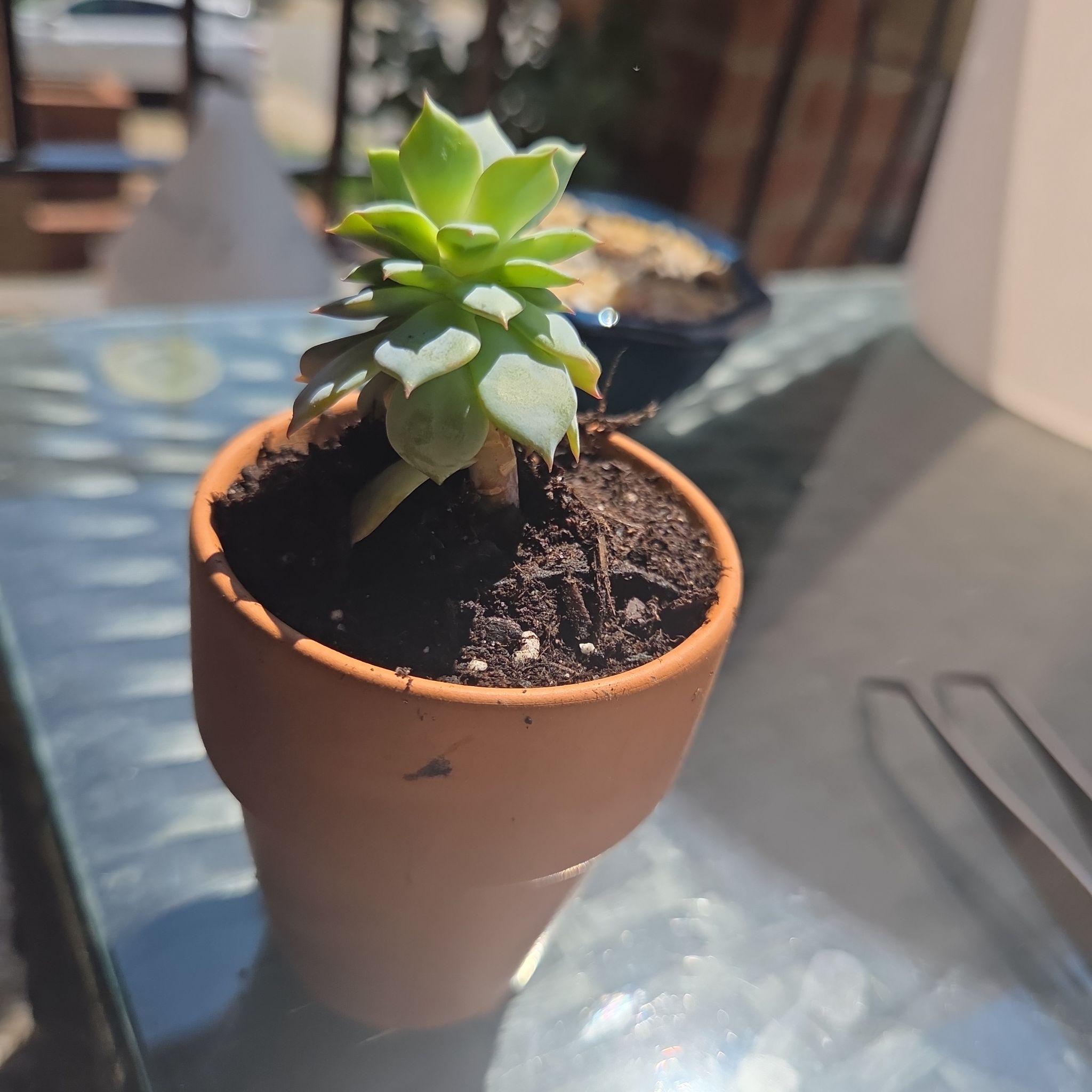 Photo of the plant species Echeveria 'Michella' by @EarthyRedclaws named Gaga on Greg, the plant care app