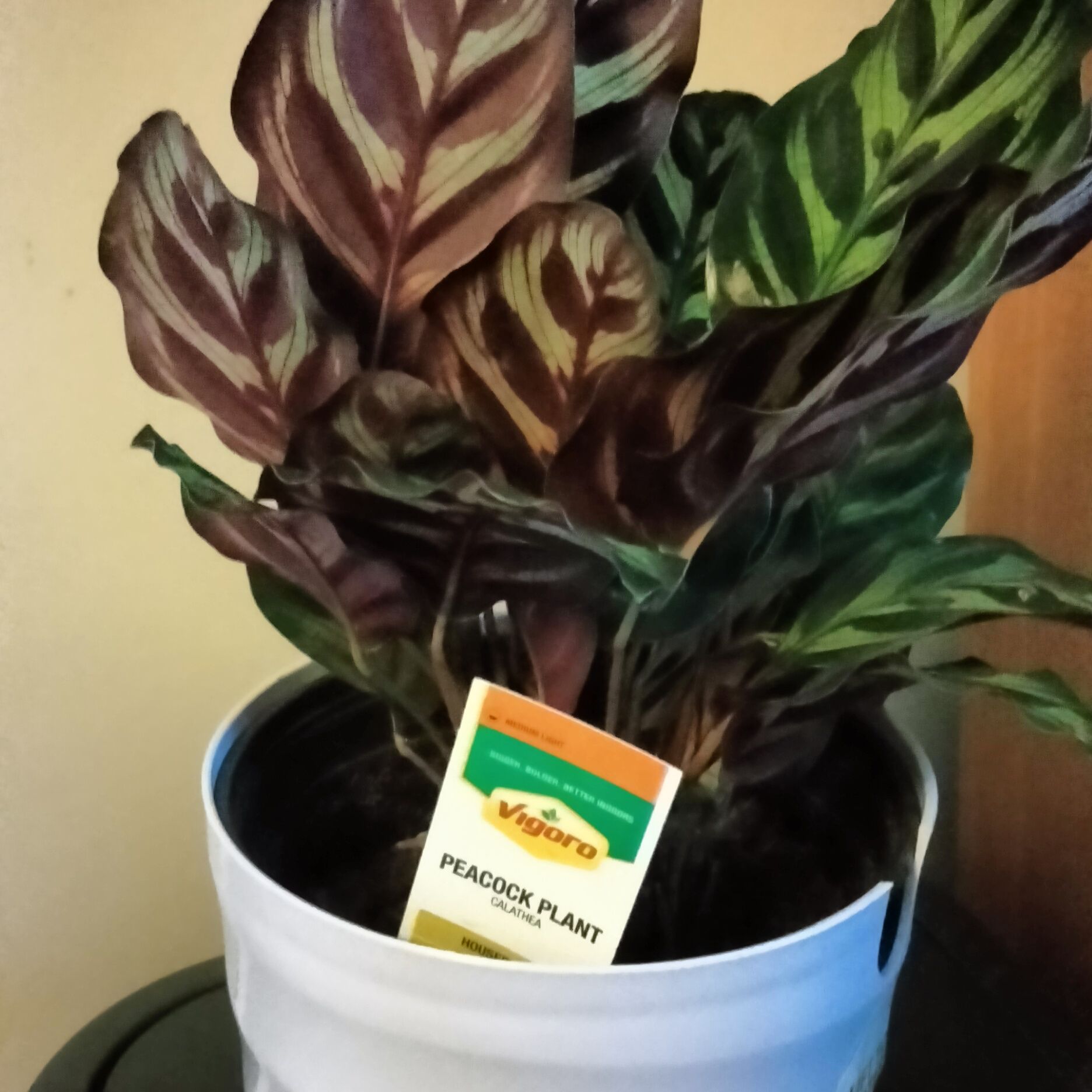 Photo of the plant species Peacock Plant by @EarthyRedclaws named Robert Plant on Greg, the plant care app