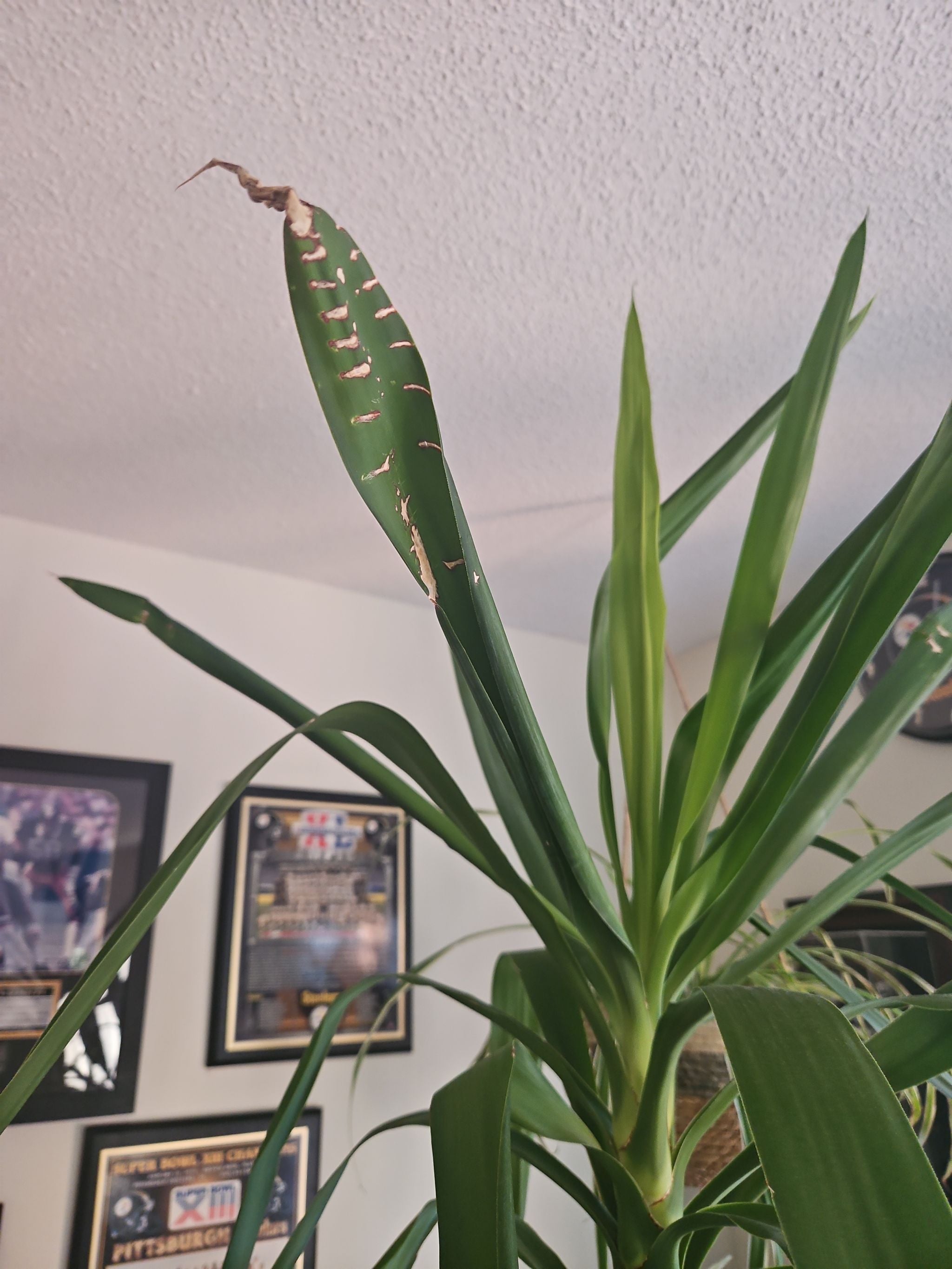 🌵 Yucca Cane Hardiness Zones 9a11b