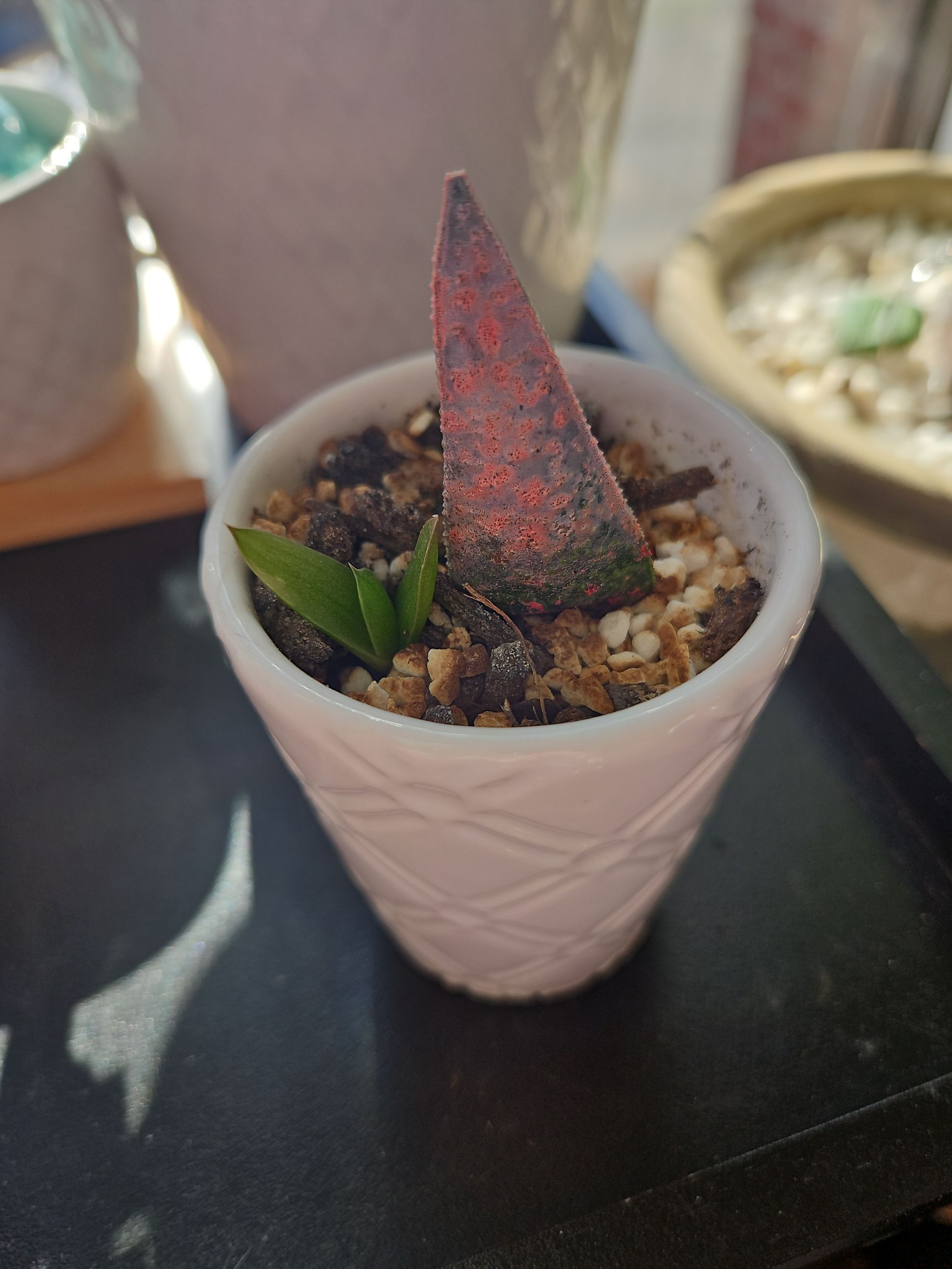 Photo from the post