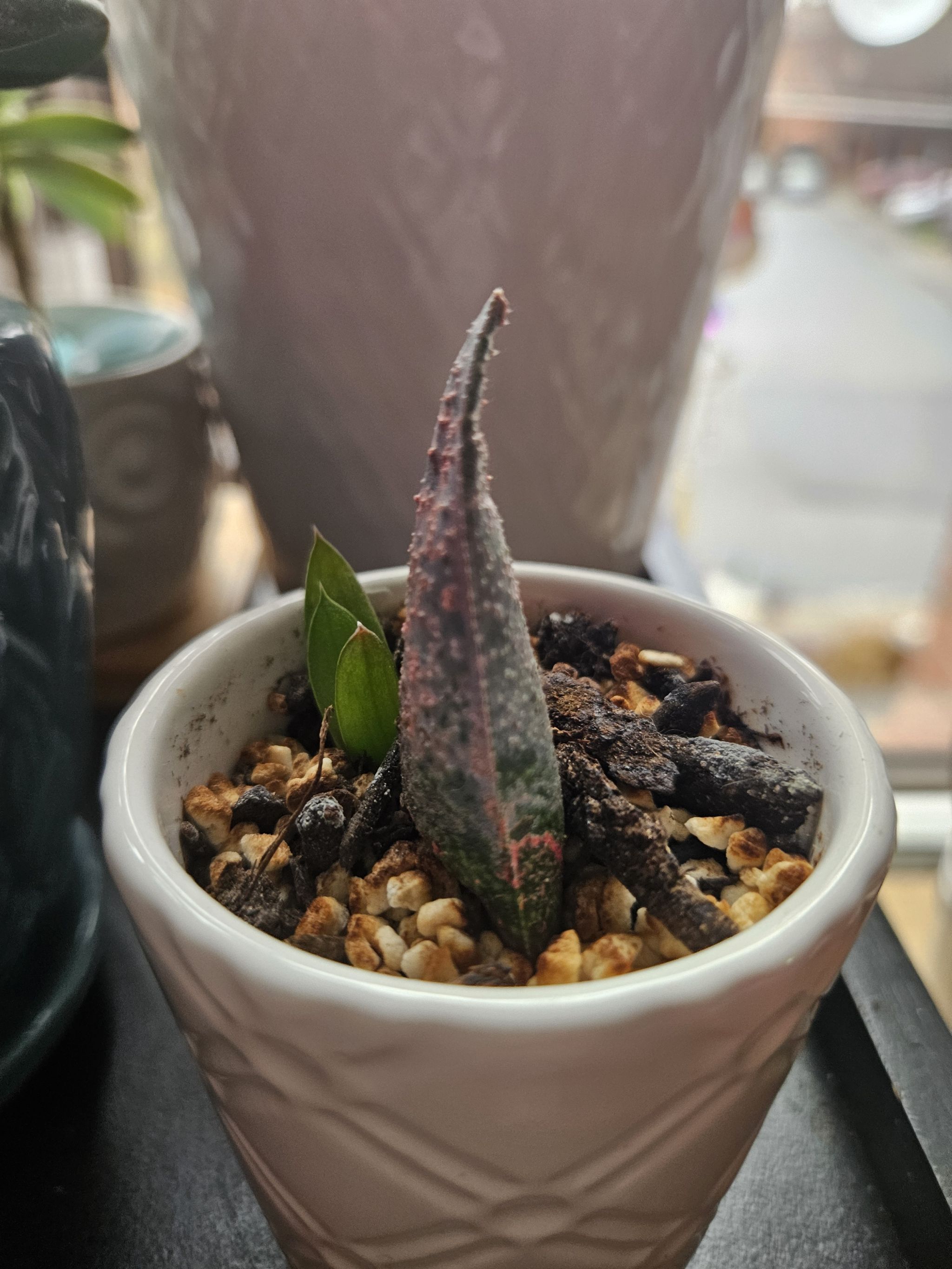 Photo from the post