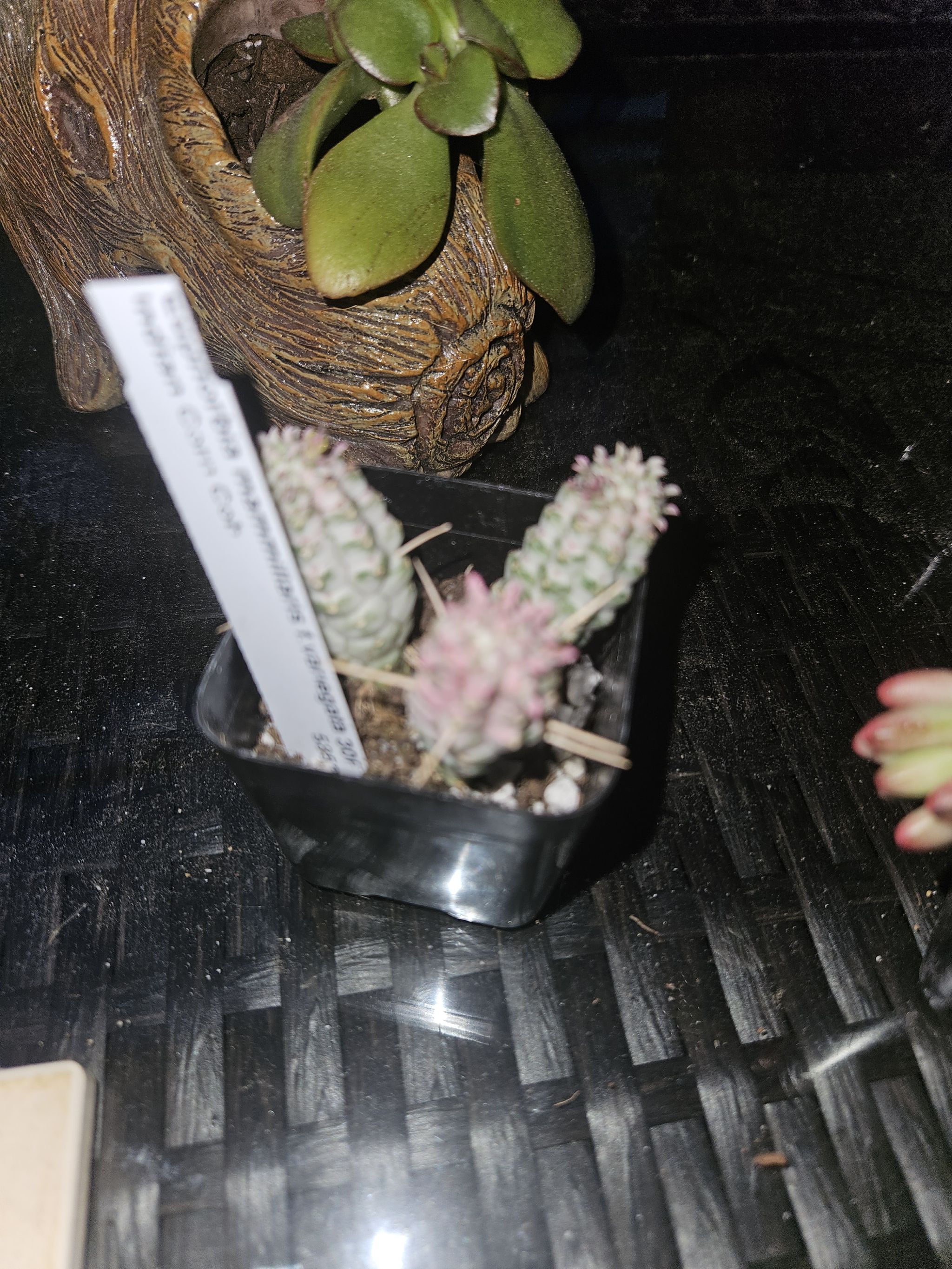 Photo from the post