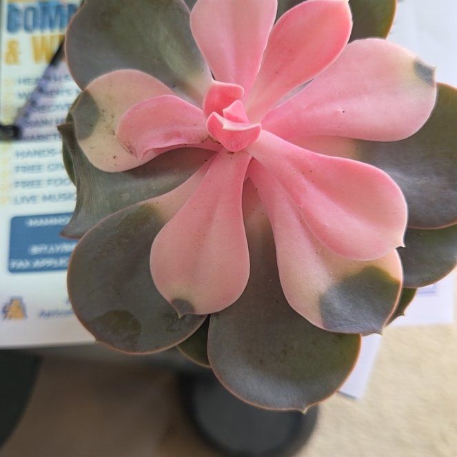 Photo of the plant species Rainbow Echeveria by @EarthyRedclaws named Beautiful on Greg, the plant care app