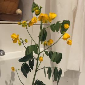Photo of the plant species Argentine Senna by @HotWhitespruce named Robert Plant on Greg, the plant care app