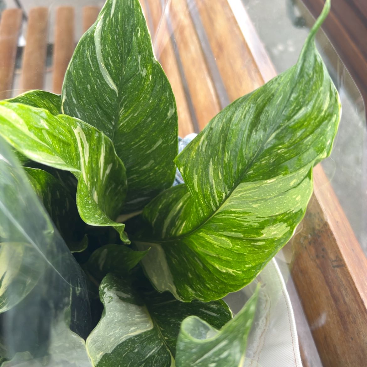 Domino Peace Lily with variegated green and white leaves, appearing healthy.