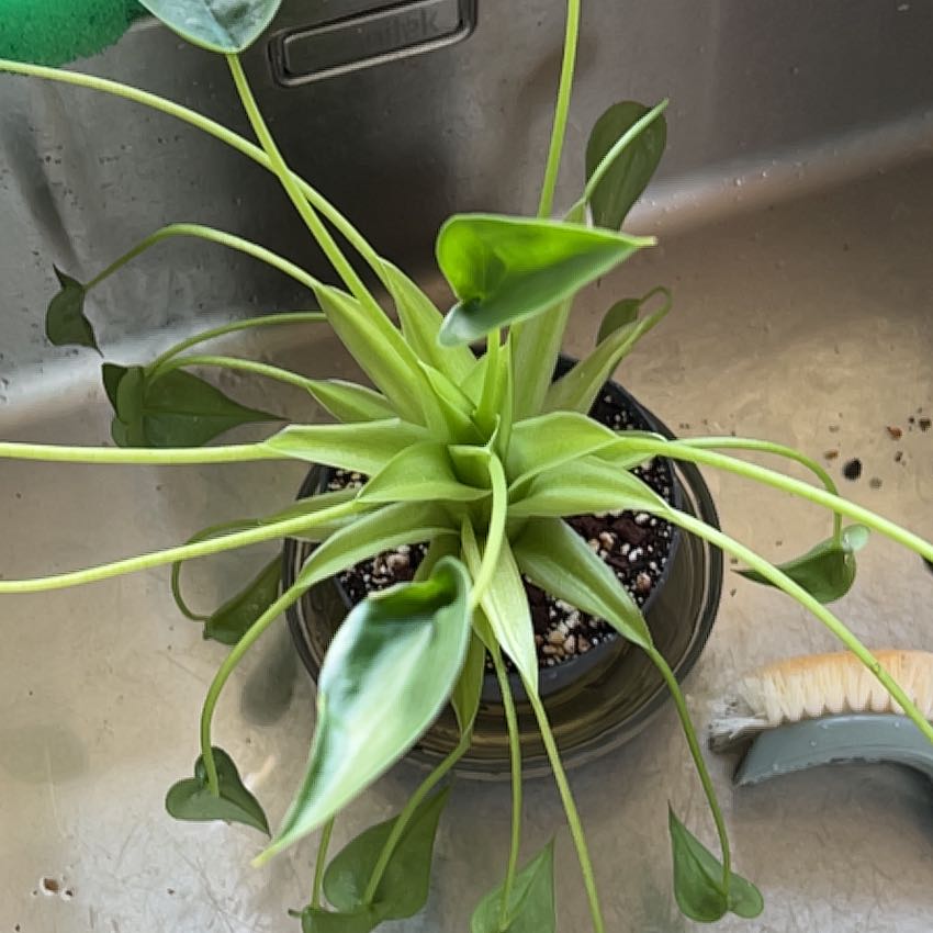 Healthy Tiny Dancer plant with long green leaves in a pot, placed in a sink.