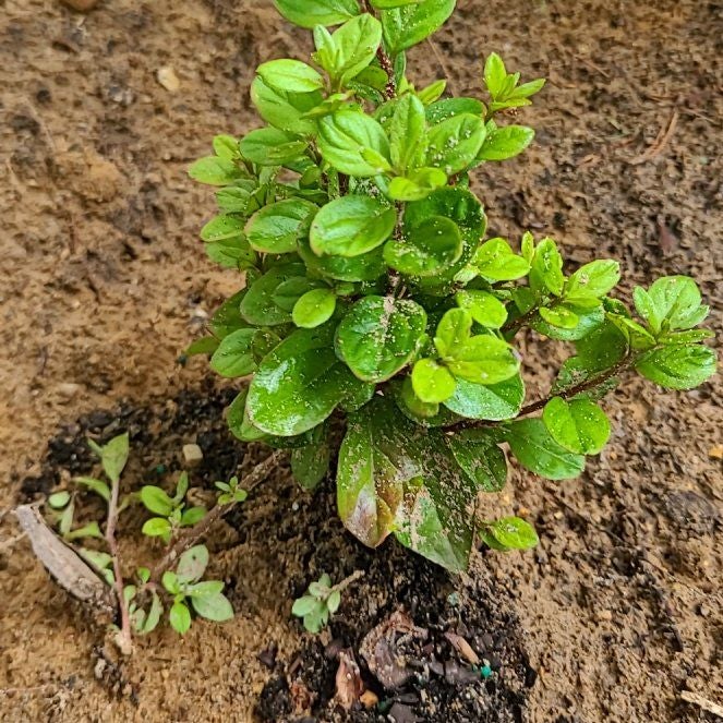 Photo of the plant species Azalea by @WideawakePlain named Gregarious on Greg, the plant care app