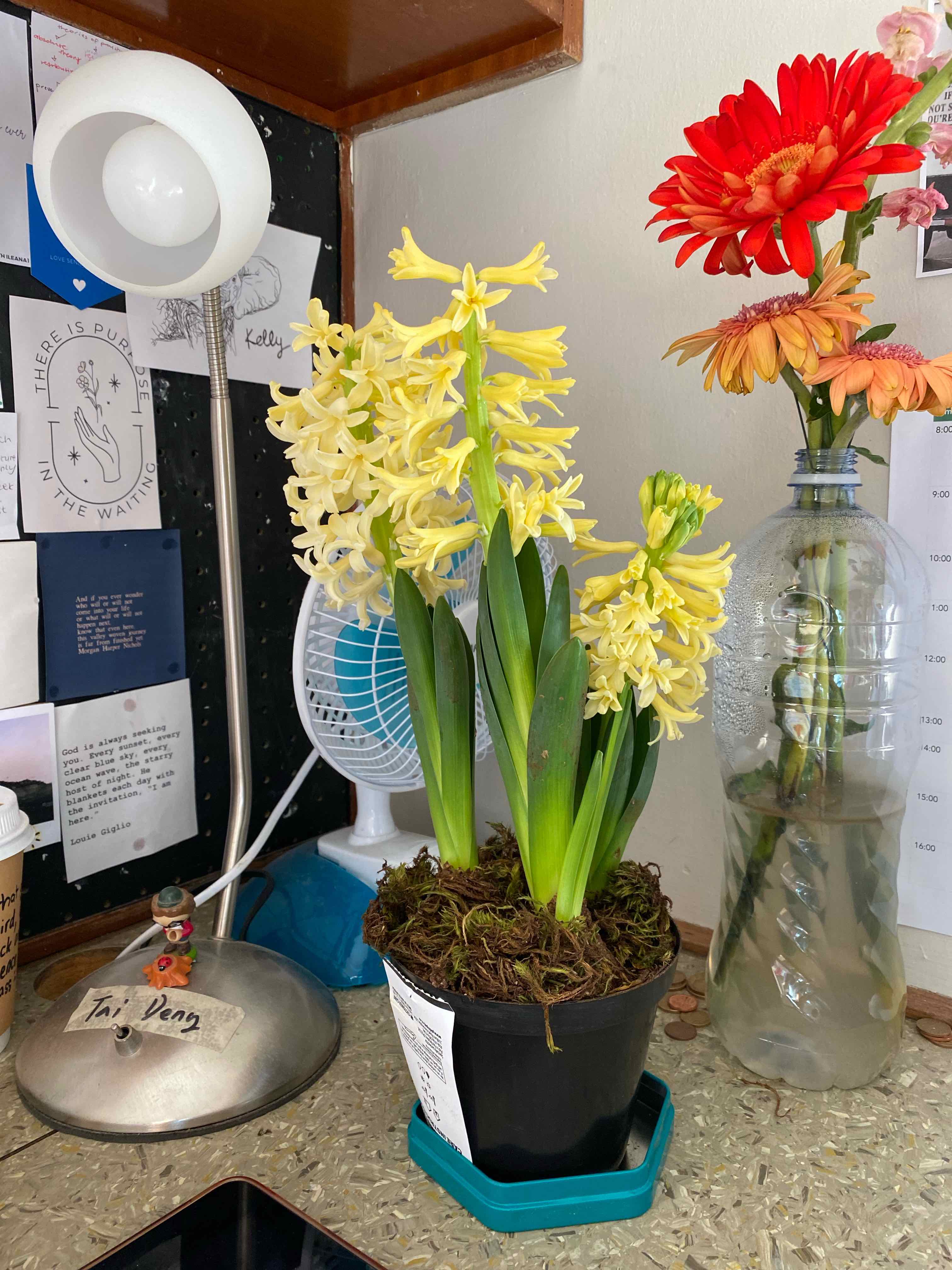 Potted Garden Hyacinth with yellow flowers on a desk, next to a vase with red flowers.