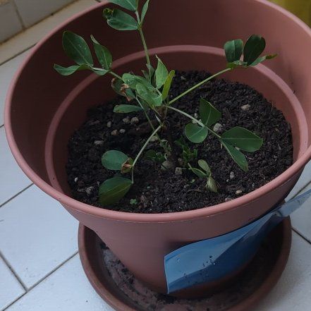 Photo of the plant species Peanut by @CptOrange named Beyonce on Greg, the plant care app