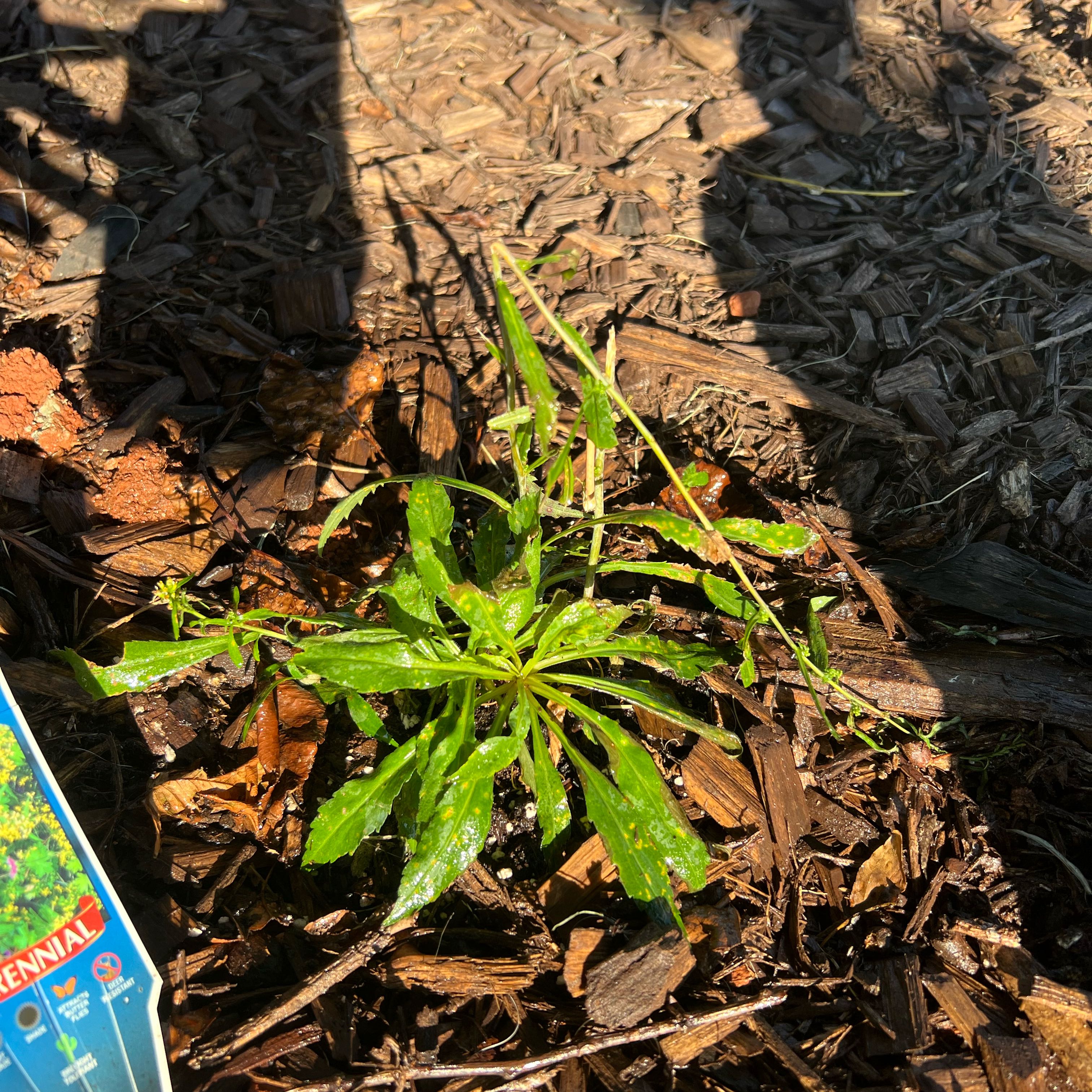 Photo of the plant species Blue-Stemmed Goldenrod by @YardCapesundew named Kylie on Greg, the plant care app