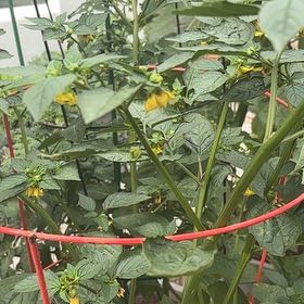 Photo of the plant species Tomatillo by @Egyptiangrass named Girlfrond on Greg, the plant care app