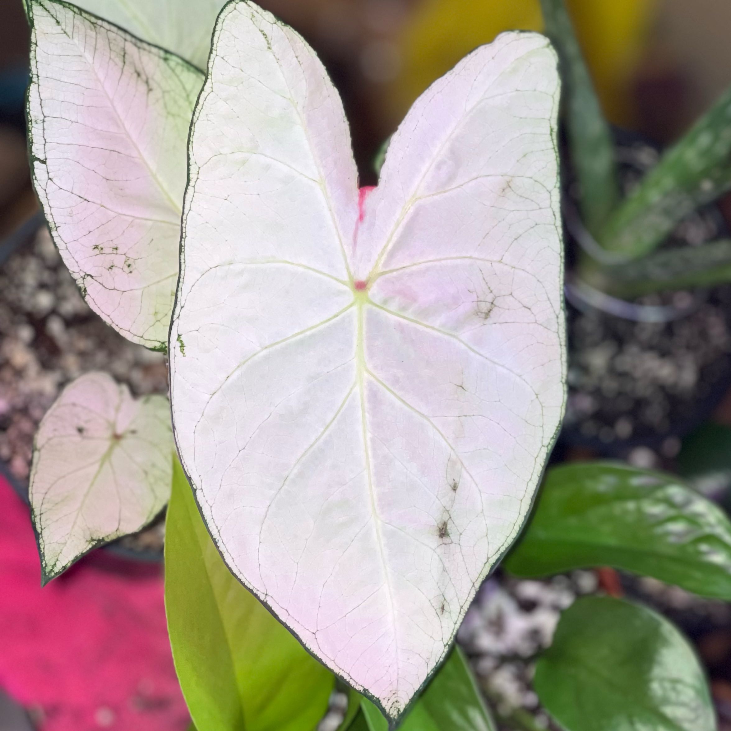 Photo of the plant species Caladium White Wonder by @Peacebybotany named Aria on Greg, the plant care app
