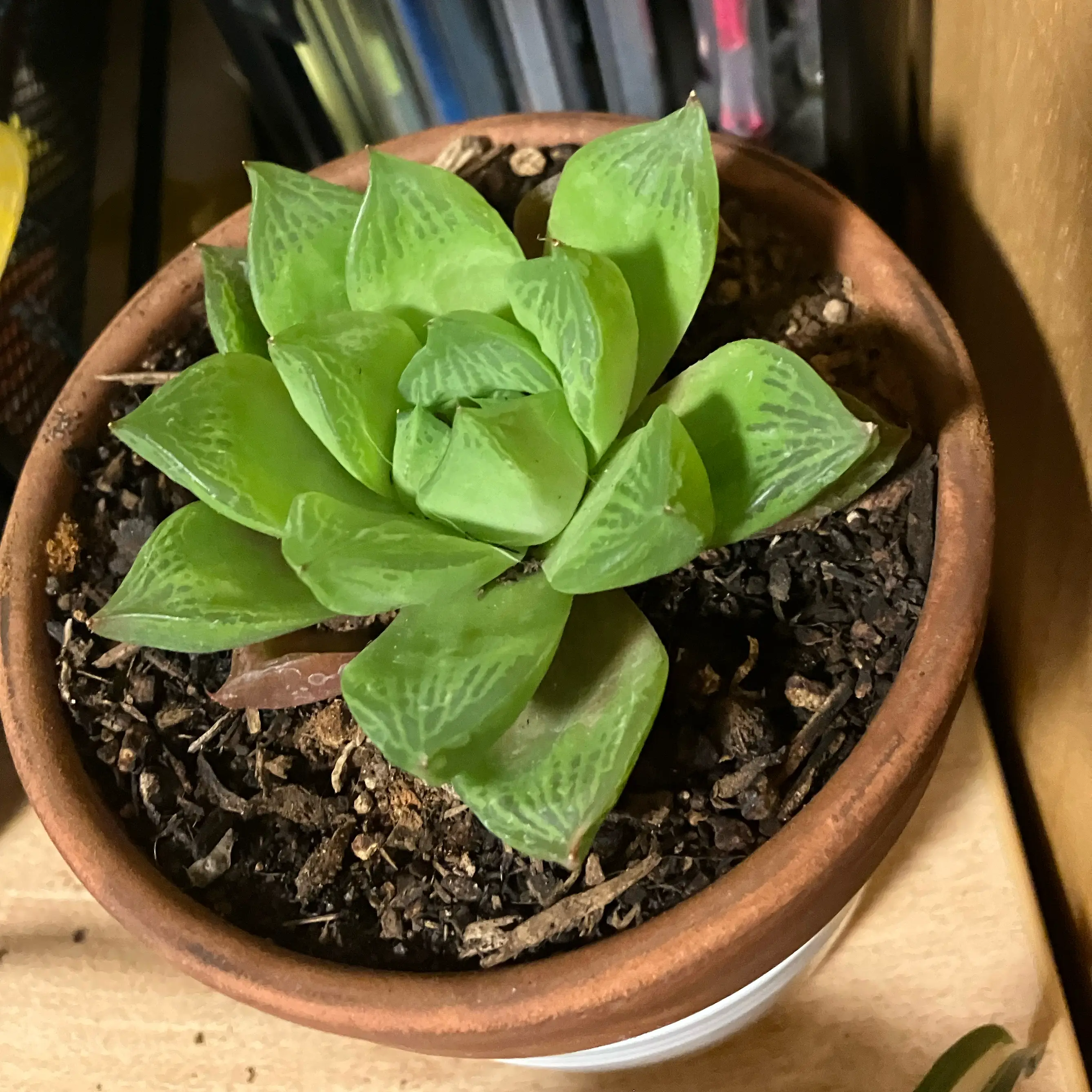 Photo of the plant species Variegated Haworthia cuspidata by @FirstDevilsivy named James Dean on Greg, the plant care app