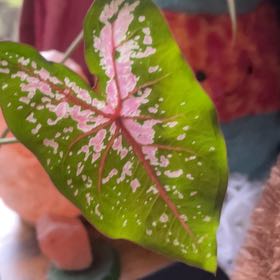 Photo of the plant species Elephant Ear Pink Beauty by @metanoiawolf named Baesil on Greg, the plant care app