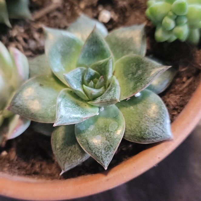 Photo of the plant species Echeveria chinensis by @FabCushionbush named Ronaldo on Greg, the plant care app