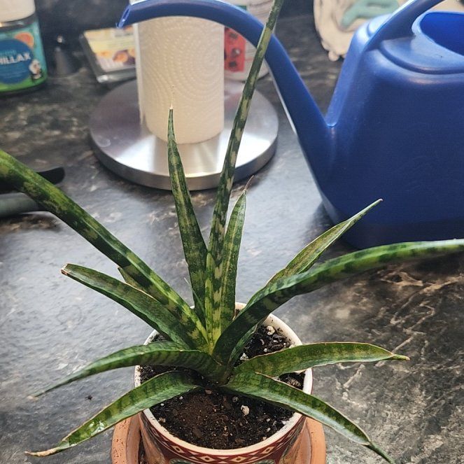 Photo of the plant species Elephant Tusk by @FabCushionbush named Dumbo on Greg, the plant care app