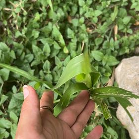 Photo of the plant species Job's Tears by @WiseLibertycap named Bodhi on Greg, the plant care app