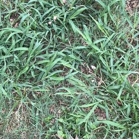 Photo of the plant species Southern Crabgrass by @WiseLibertycap named Sage on Greg, the plant care app