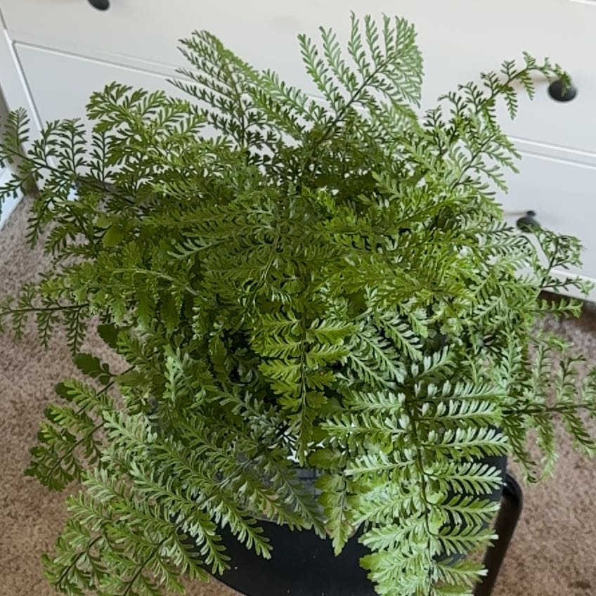 Photo of the plant species Mother Fern by @jordanhays named darwin on Greg, the plant care app