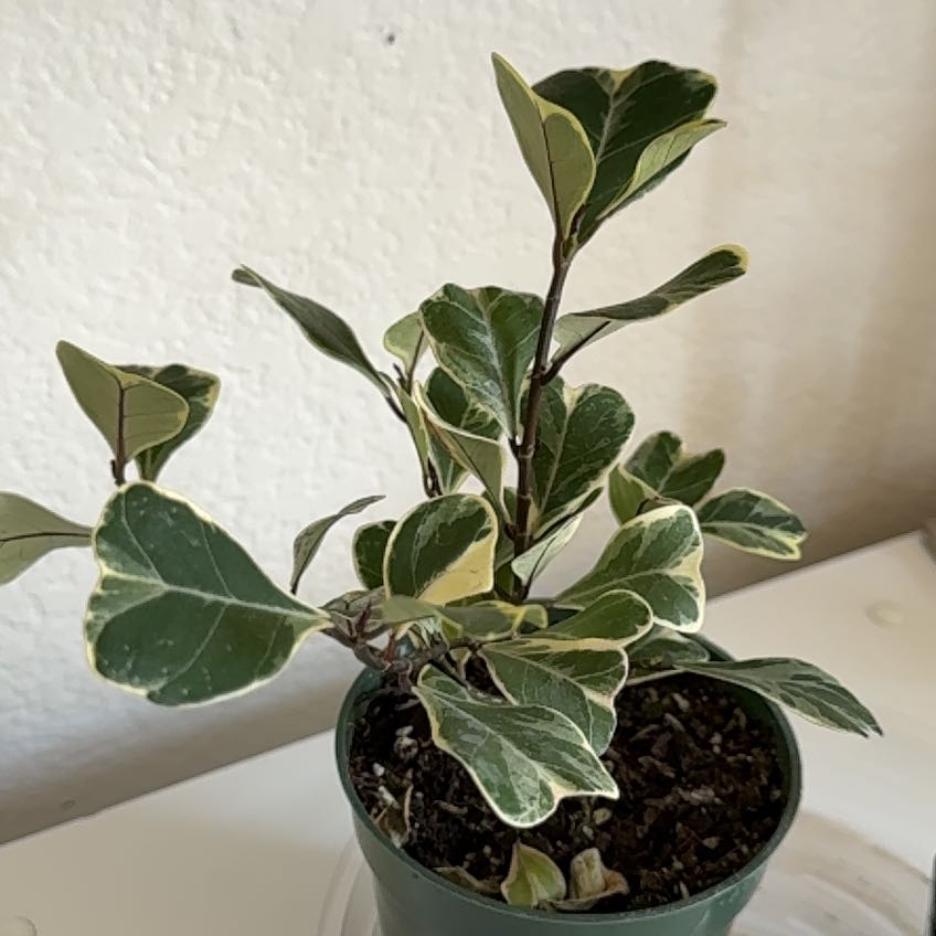 Photo of the plant species Triangle Ficus by @jordanhays named rosa on Greg, the plant care app