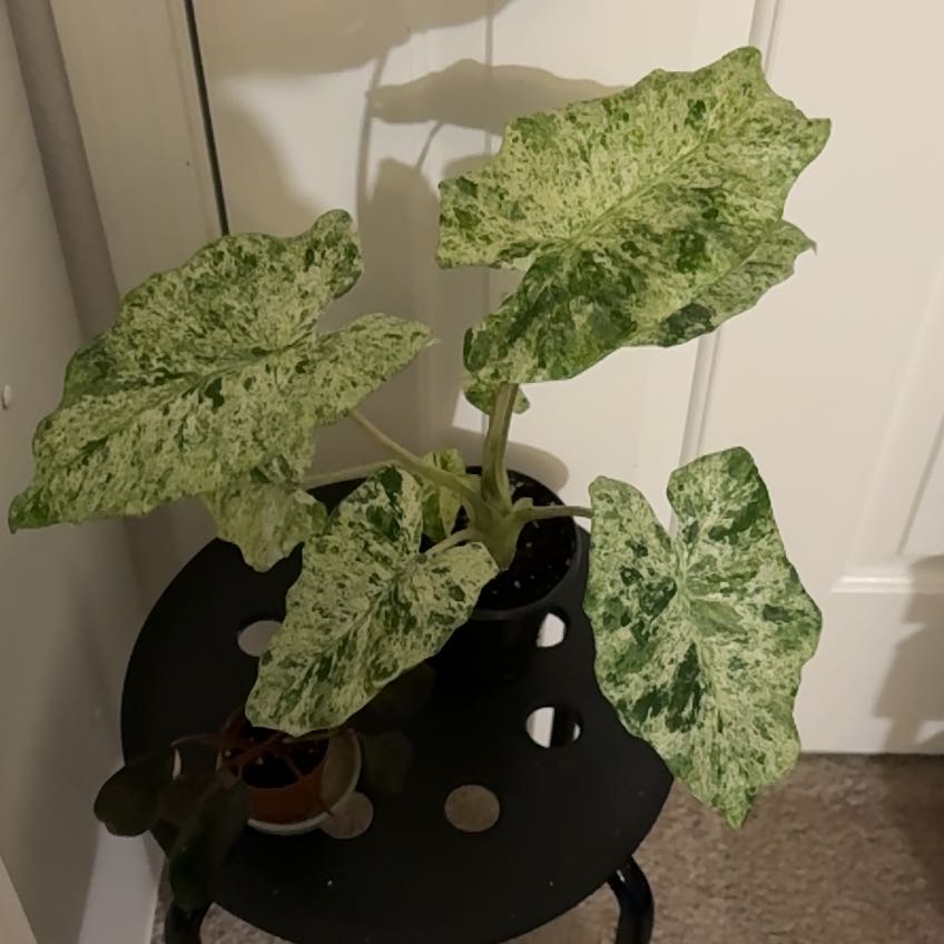 Photo of the plant species alocasia odora by @jordanhays named Curie on Greg, the plant care app