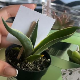 Photo of the plant species Agave celsii 'Multicolor' by @GrandCosmobaby named Beyonce on Greg, the plant care app