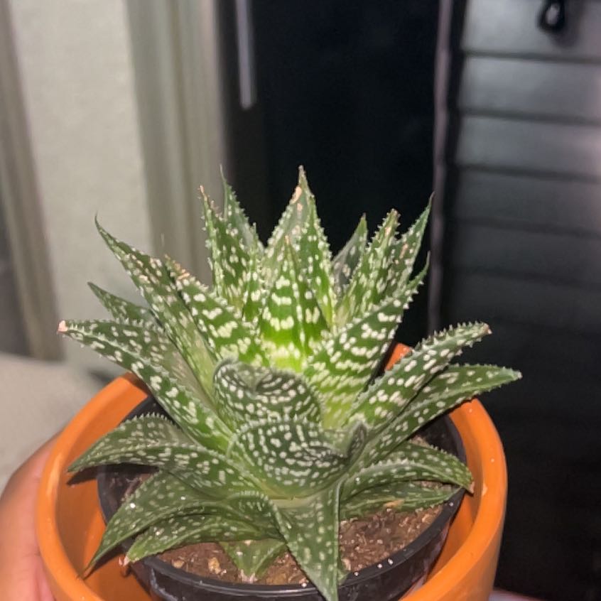 Photo of the plant species Aloe Gasteria Durban by @greenfamily named Nike on Greg, the plant care app