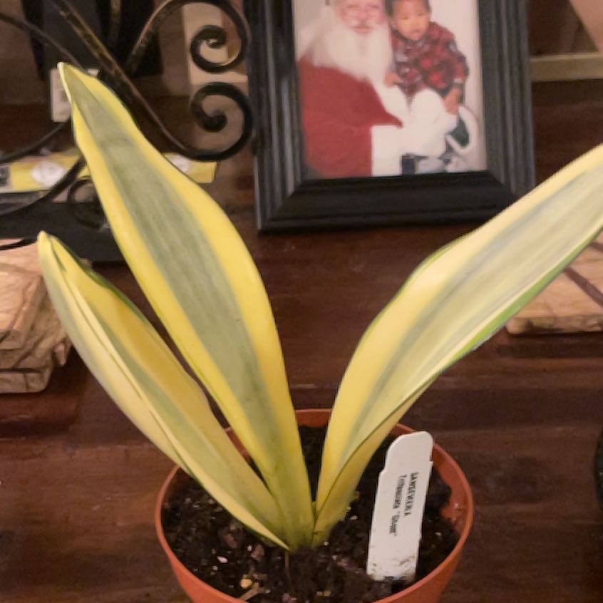 Photo of the plant species Ghost Snake Plant by @Plantsandpeace named Einstein on Greg, the plant care app