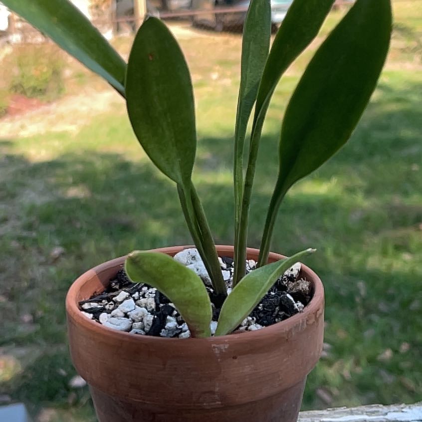 Photo of the plant species Teaspoons Snake Plant by @Plantsandpeace named Baesil on Greg, the plant care app