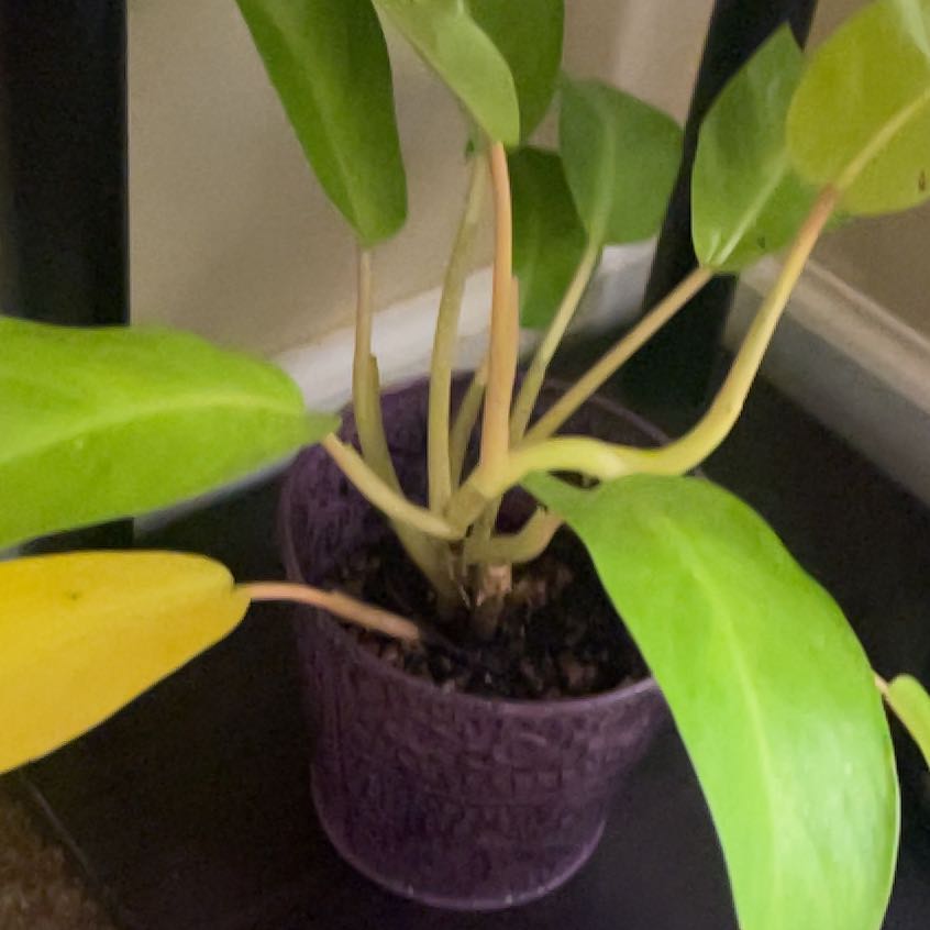 Photo of the plant species Philodendron 'Green Goddess' by @Plantsandpeace named LiloStitch on Greg, the plant care app