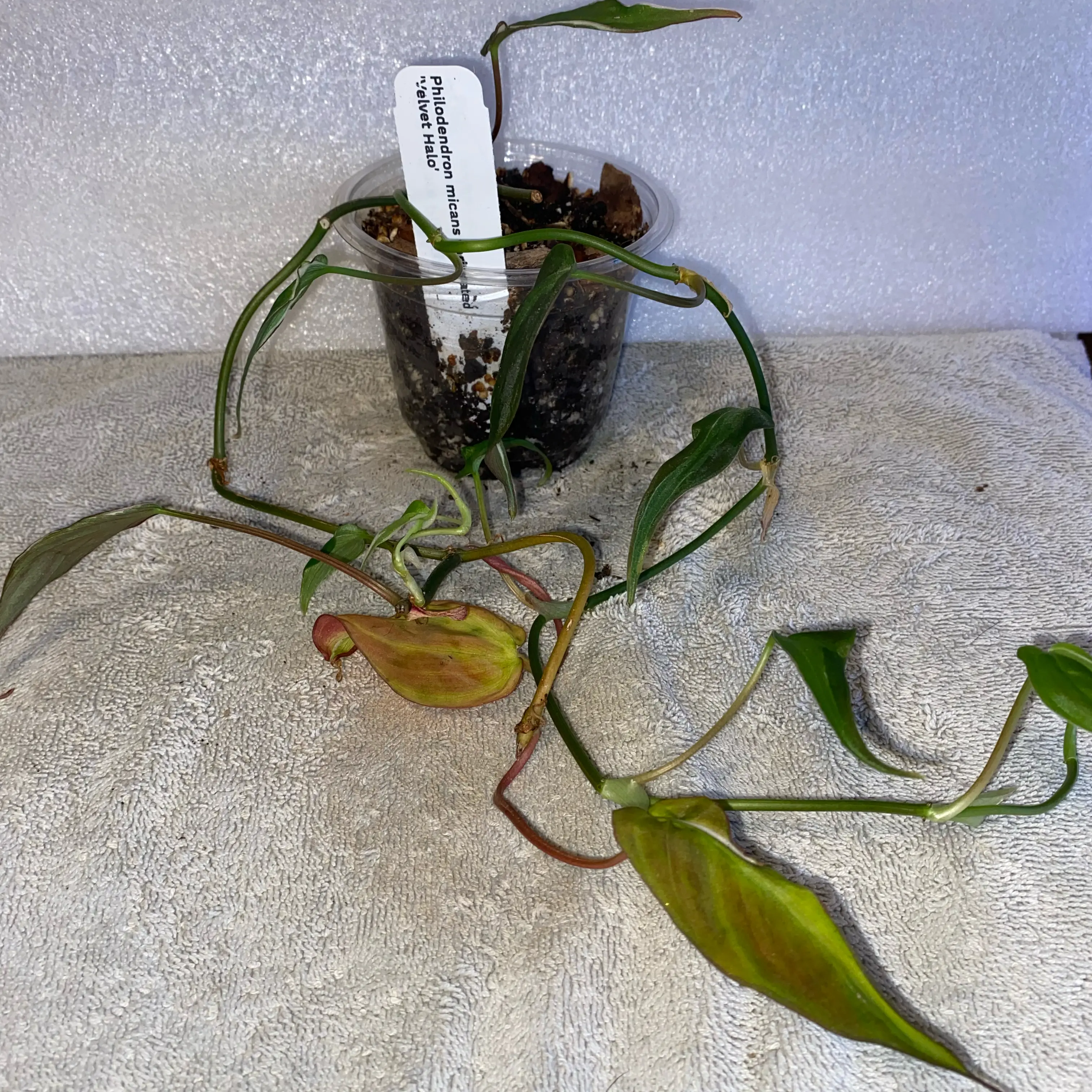 Photo of the plant species Philodendron micans 'Velvet Halo' by @MelissaAnn1981 named Daphne on Greg, the plant care app