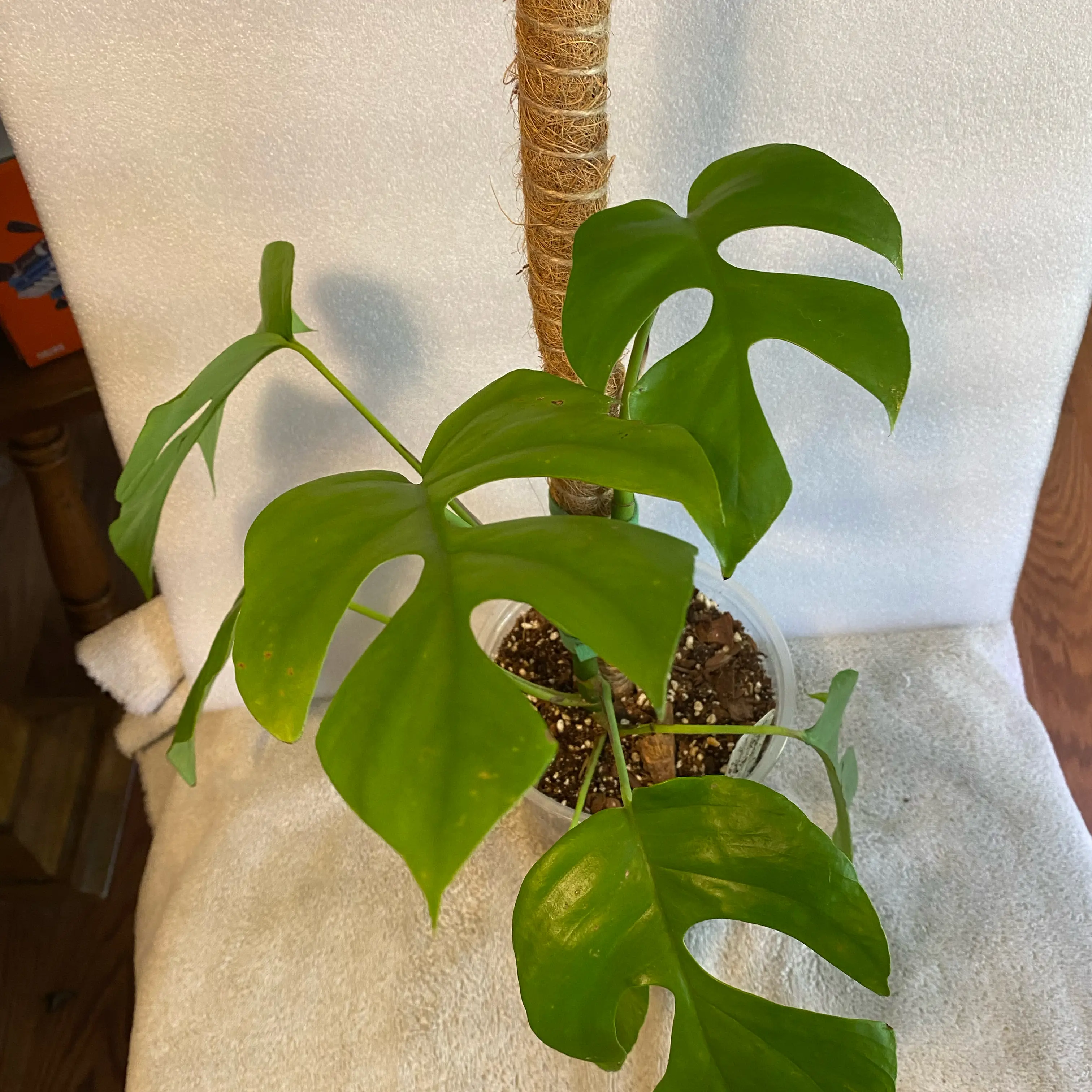 Photo of the plant species Monstera Ginny by @MelissaAnn1981 named Winston on Greg, the plant care app