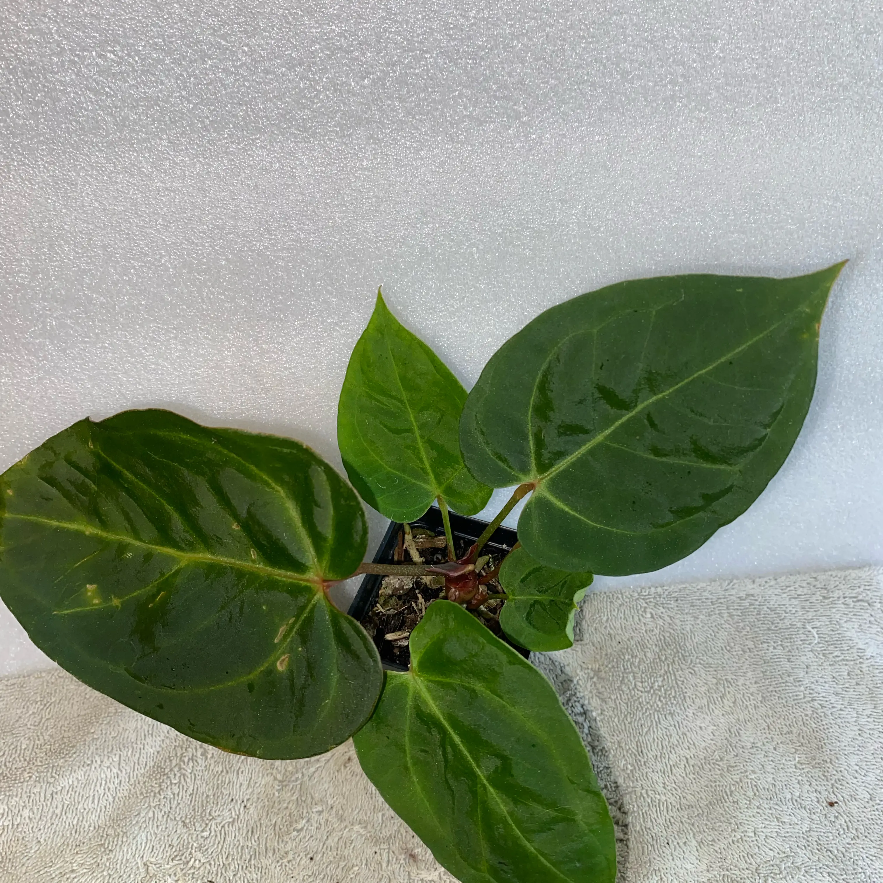 Photo of the plant species Indo Dressleri X Forgetii by @MelissaAnn1981 named Nemo on Greg, the plant care app