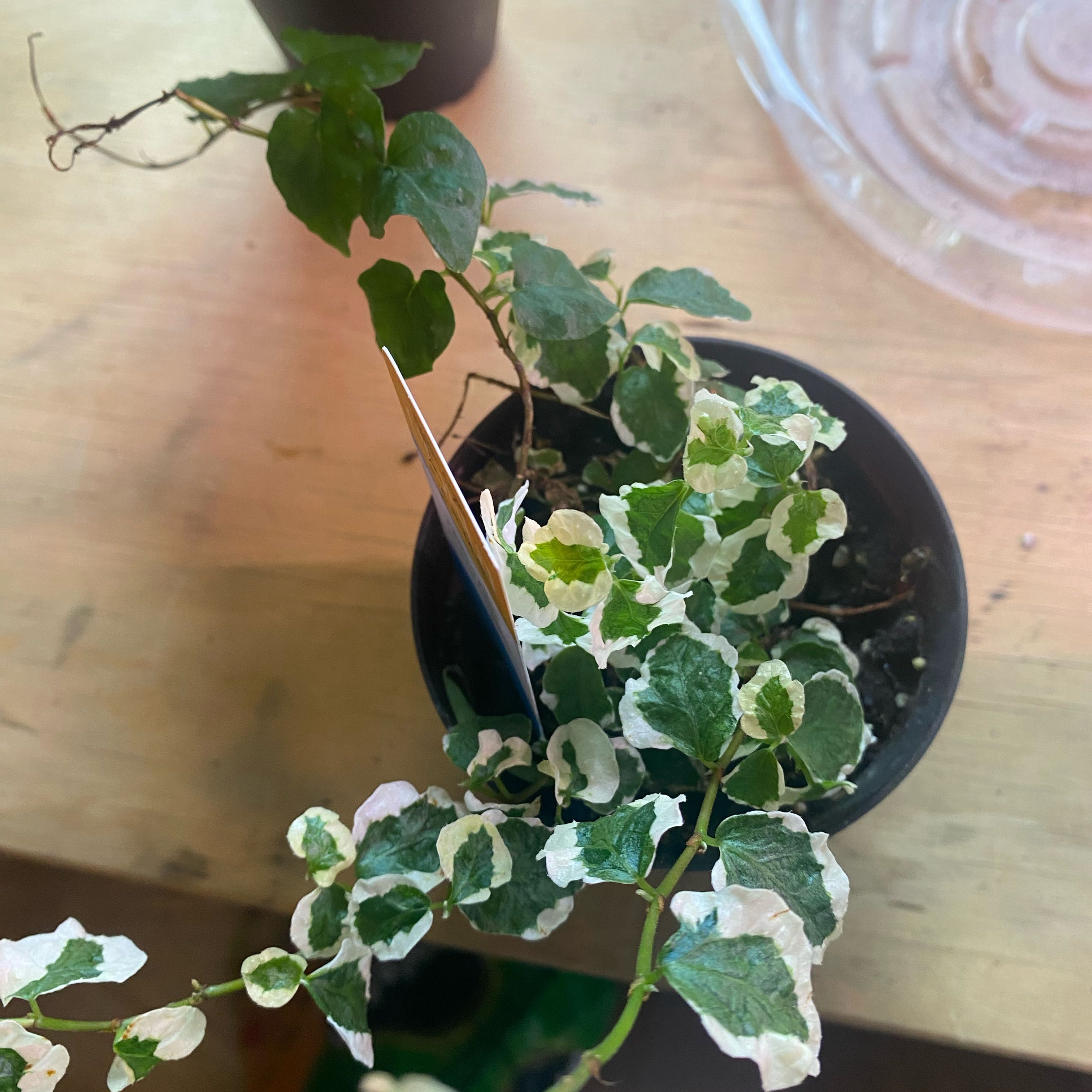 Plant care for Ficus anastomosans on Greg, the plant care app