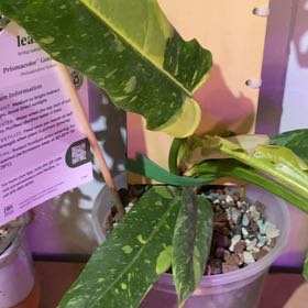 Photo of the plant species Philodendron by @MelissaAnn1981 named Golden Girl on Greg, the plant care app