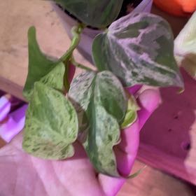 Photo of the plant species Variegated Heart-Leaf Philodendron by @MelissaAnn1981 named Mollie on Greg, the plant care app