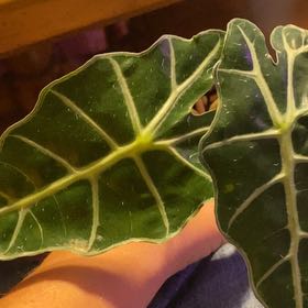 Photo of the plant species African Mask by @MelissaAnn1981 named Forrest on Greg, the plant care app