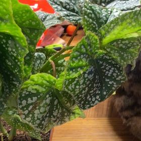 Photo of the plant species Wax Begonia by @MelissaAnn1981 named Snowcapped on Greg, the plant care app